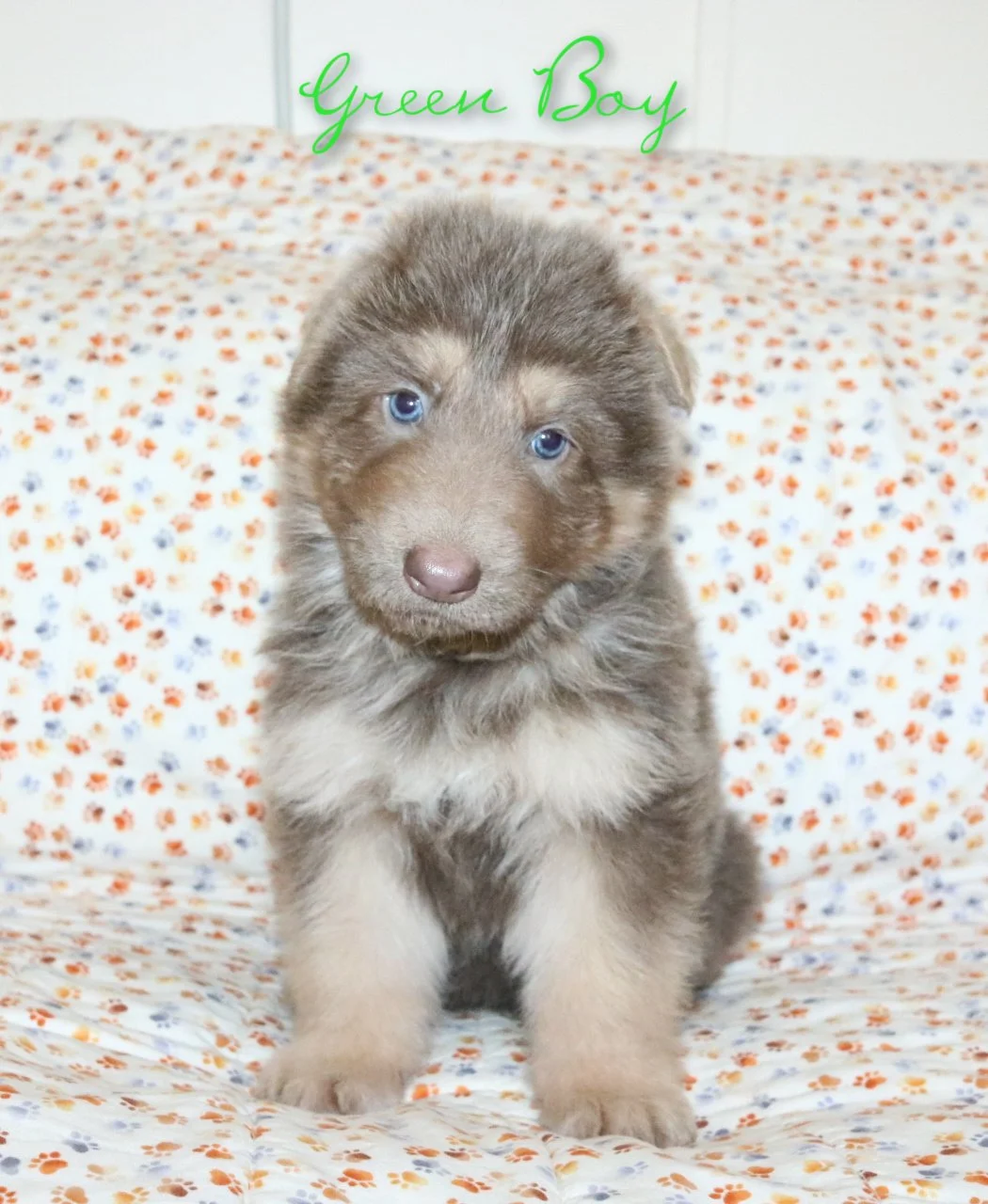 Merle german shepherd for sale clearance